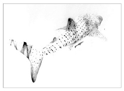 Whaleshark....Ningaloo Reef by Stephen Holinski 